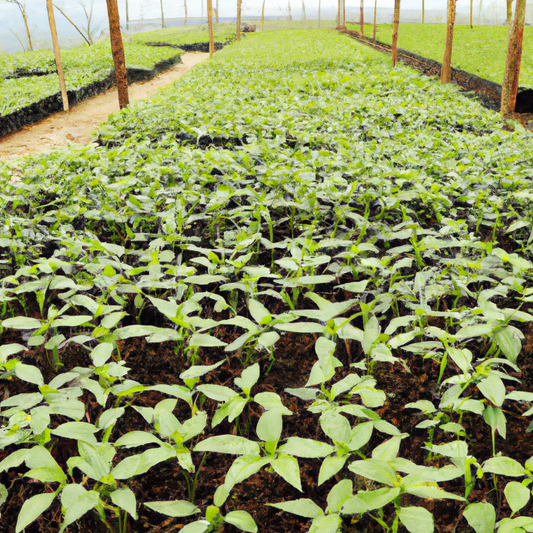 new plants in the greenhouse