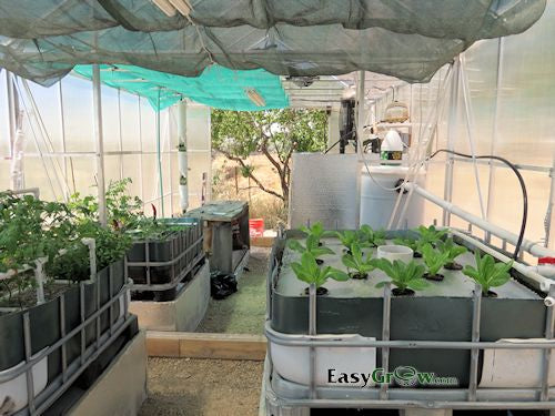 aquaponics in the sunshine backyard greenhouse